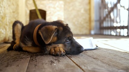 German Shepherd puppy resting sadly on wooden floor with metal bowl nearby © Ruslan
