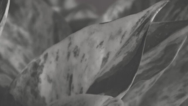Monochrome Variegated Leaf Close Up in Muted Grayscale, Abstract Botanical Background Texture