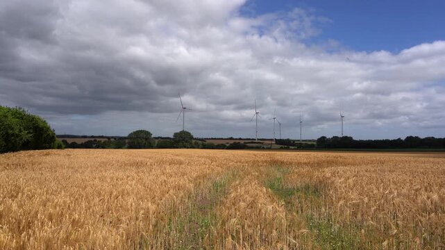 Weizenfeld