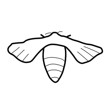 silkworm moth southern Asia Animal Habitat Hand drawn Organic line