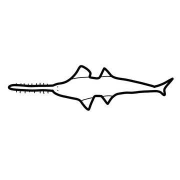 wide snouted sawfish southern Asia Animal fish Habitat Hand drawn Organic line