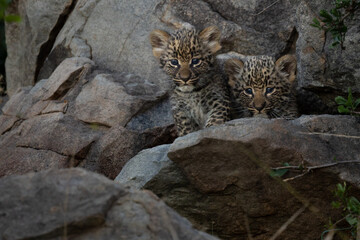 Leopard Cubs © Benj