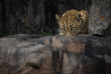 leopard on a rock © Benj