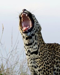 Leopard yawning © Benj