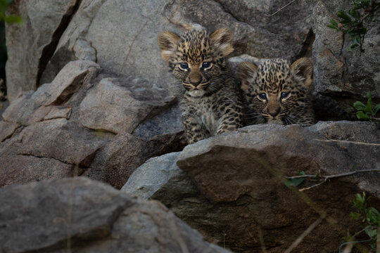 Leopard Cubs