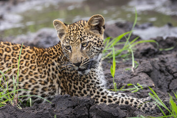 Leopard Cub © Benj