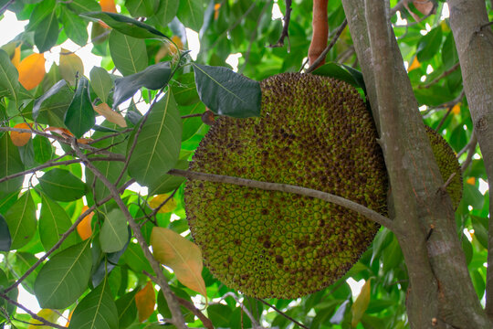 Large green jackfruit growing tropical tree among lush leaves showing fresh exotic fruit natural agriculture organic produce tropical garden cultivation