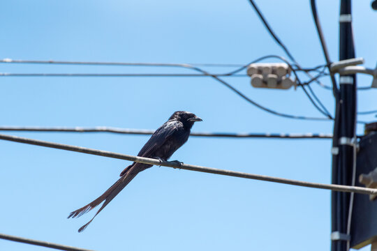 Greater racket tailed drongo perched an overhead wire under clear blue sky showing distinctive long tail feathers urban wildlife tropical bird behavior