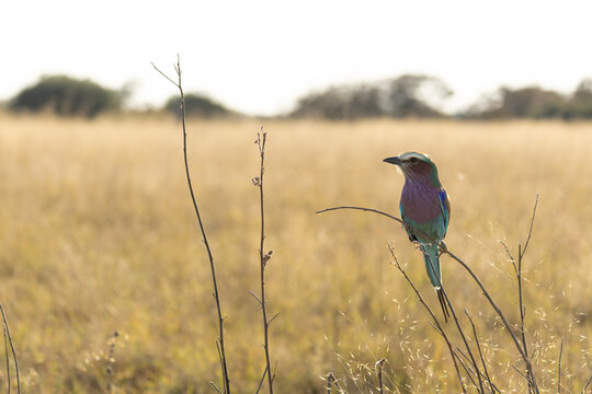 Lilac breasted roller