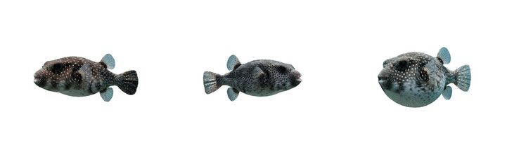 Set of Pufferfish Realistic Marine Animal Characters Swellfish Blowfish Sea Life Aquatic Species Ocean Creatures 3D Rendered Underwater Wildlife Models © Rama