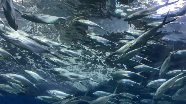 School of silver fish swimming underwater in a large aquarium. Shimmering marine animals move together through blue water, creating dynamic natural motion and aquatic atmosphere.