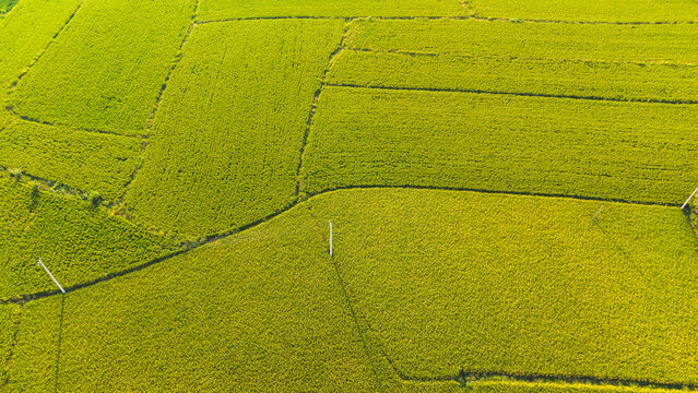 High-angle aerial shot of neatly divided lush green agricultural plots in rural areas.