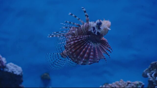 Spiky striped lionfish with large pectoral fins on a blue background in a dark rocky seabed with coral reef. Perfect for marine life or underwater themes.