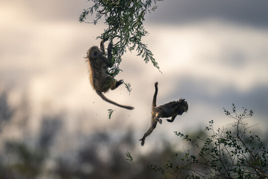 Young Baboons Chewing on Acacia Seed Pods