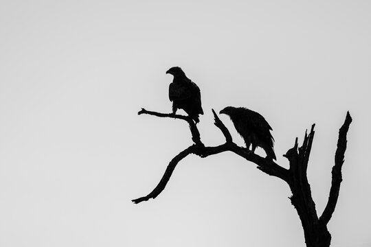 Silhouette of Two Eagles on a Dead Tree