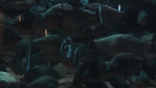 Many dark piranhas swimming underwater in a murky environment. This eerie image is perfect for horror themes or wildlife documentaries.