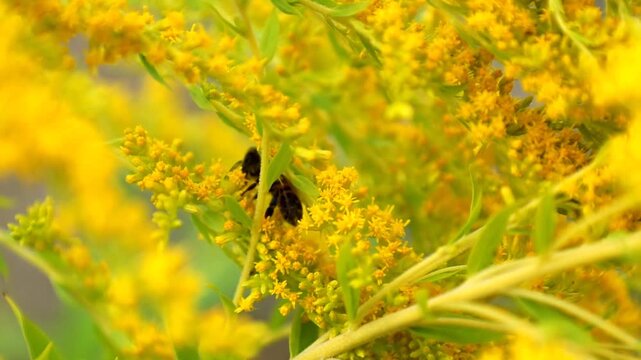In this macro-video, a bee is shown meticulously collecting nectar from the bright yellow flowers of autumn goldenrod in detail. Thanks to the high resolution, you can distinguish every movement of th