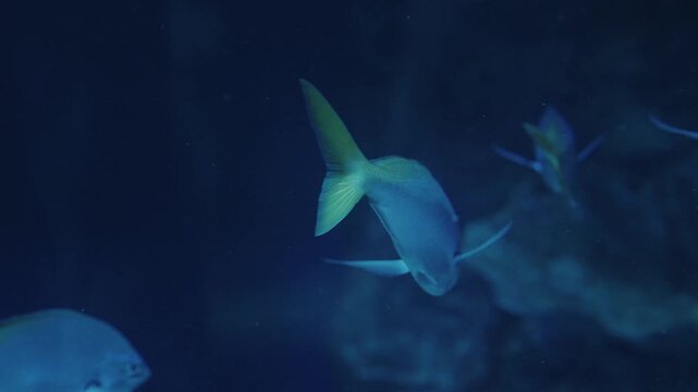 Yellowtail snapper fish in ocean reef habitat, suitable for educational materials, marine biology websites, and seafood restaurant menus.