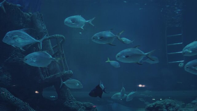 Aquaticthemed designs, websites, and educational materials, featuring energetic silver fish in a captivating artificial tank habitat.