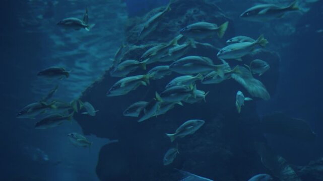 Silver fish swimming in deep blue water near rocky coral reef habitat. Suitable for aquatic wildlife, ocean environment, and biodiversity concepts.