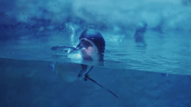Submerged penguin swimming in cold arctic waters, showcasing its dark plumage and aquatic abilities. Perfect for illustrating arctic wildlife.