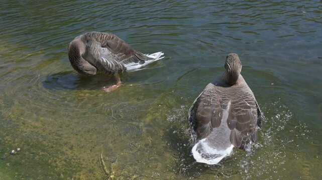 Greylag Geese (Anser anser) preening and washing their feathers in a London park. August, London, UK [Slow motion x5]