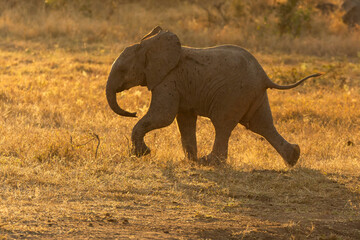 Elephant Baby © Benj