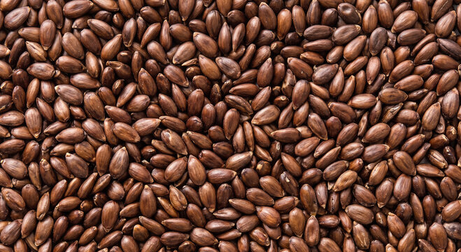 Dense macro texture of raw dark brown apple seeds covering the surface