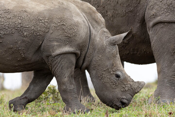 Rhino baby © Benj