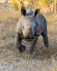 Rhino baby © Benj