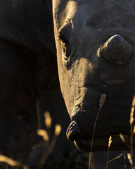 Rhino portrait © Benj