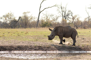 Rhino baby © Benj