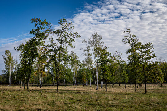 Wide angle view of sparse oak and birch forest on open heathland in Doeberitzer Heide nature reserve under cloudy sky