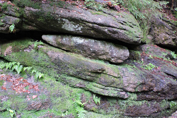 Mossy granite rock wall with wild ferns in Szklarka stream gorge, Karkonosze Mountains in Poland © E-lona