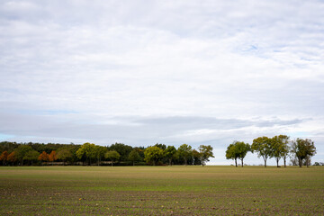 Fototapeta premium Wide angle view of green agricultural field with tractor tracks lined by autumn tree avenue under overcast sky