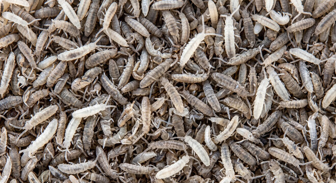 Extreme close up macro view of a dense micro field packed with tiny grey and white springtails