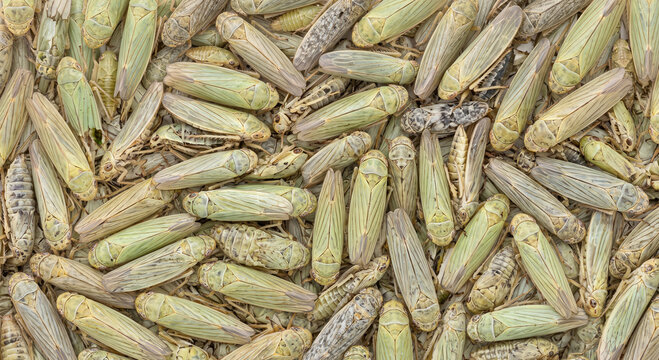 Moderate feeding group of pale green leafhoppers gathered closely together