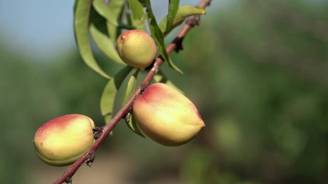 Nectarine on the mother plant peach tree prunus persica   