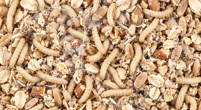Indianmeal moth larvae causing feeding damage with silk threads and frass in grain