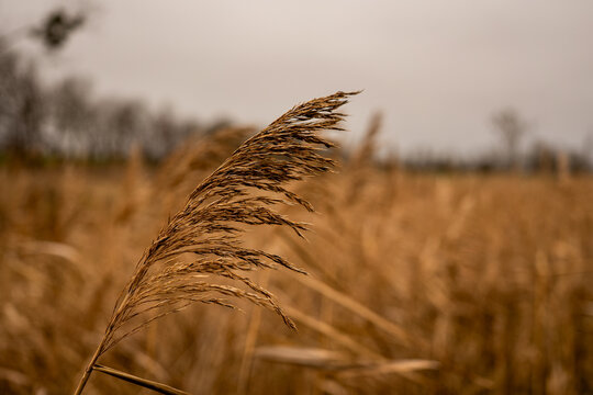 Close up view of dry reed plume (Phragmites australis) with blurred background in warm brown tones