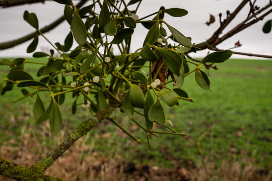 Close up view of European mistletoe branch (Viscum album) with white berries and green leaves in winter