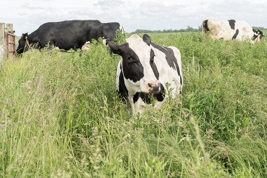 K&uuml;he auf dem Weideland in Ostfriesland