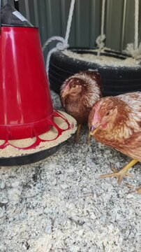 Domestic chickens pecking at grain from a red feeder in a coop. Brown and white feathered hens eating seeds while standing on a bed of wood shavings, representing sustainable organic farming