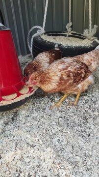 Brown and speckled chickens pecking at feed from a red dispenser and drinking from a waterer inside a henhouse with wood shavings on the floor, showcasing daily life on a poultry farm