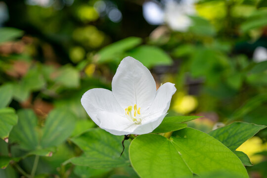 Delicate white orchid tree flower blooming among fresh green leaves tropical garden representing natural beauty botanical growth freshness peaceful nature
