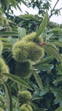 Green spiny sweet chestnuts, not yet ripe, growing on a branch surrounded by lush leaves and swaying gently in the breeze before the autumn harvest in a serene natural environment