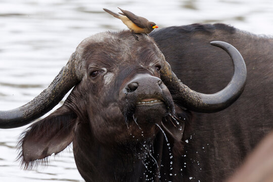Buffalo with Oxpecker