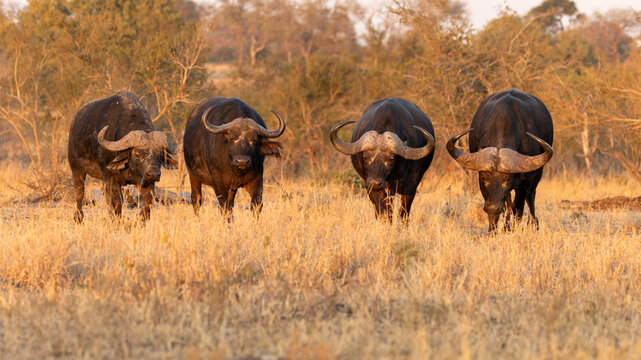 Buffalo herd
