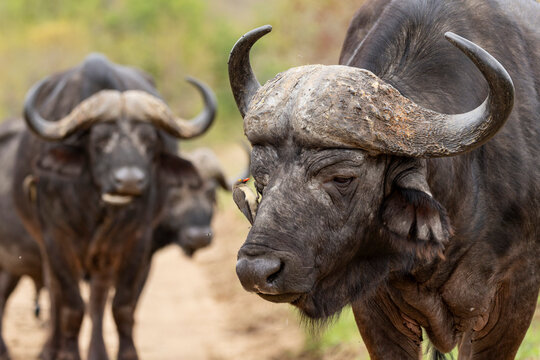 Buffalo portrait