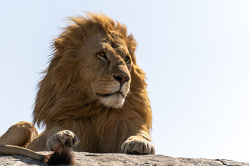 Majestic male lion resting on a rocky outcrop in the Serengeti savanna, Tanzania. Powerful African predator in its natural habitat, captured during a wildlife safari. © stock